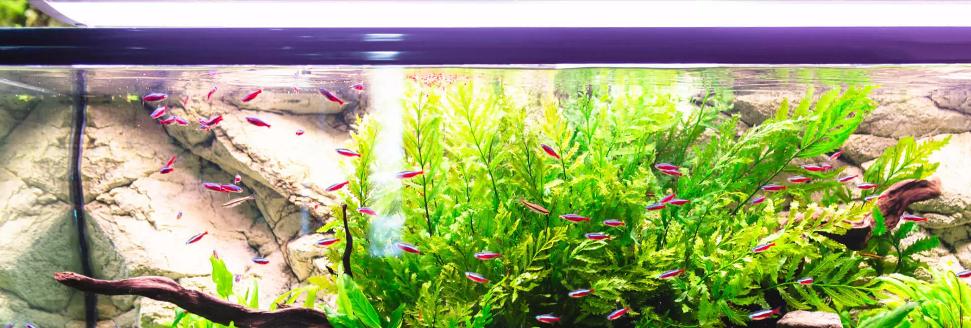 Aquarium Beleuchtung / Reflektoren