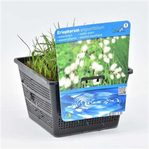 Black pot with rush plant; a label shows flowering cotton grass and waves in the water.