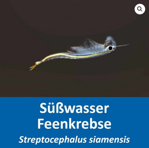 Feenkrebse Eier - Streptocephalus siamensis