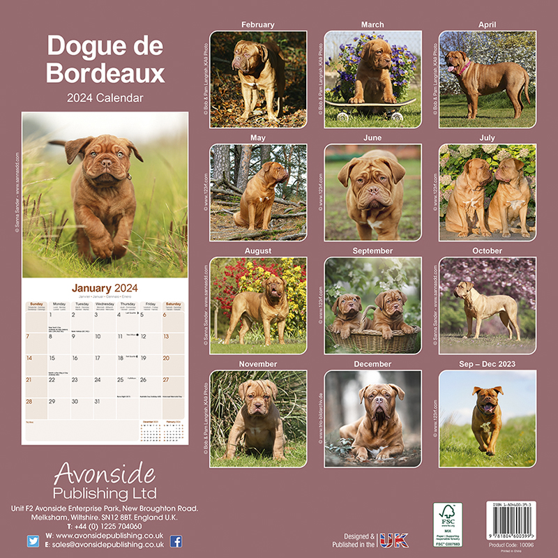 Kalender 2024 Bordeauxdogge - Dogue de Bordeaux