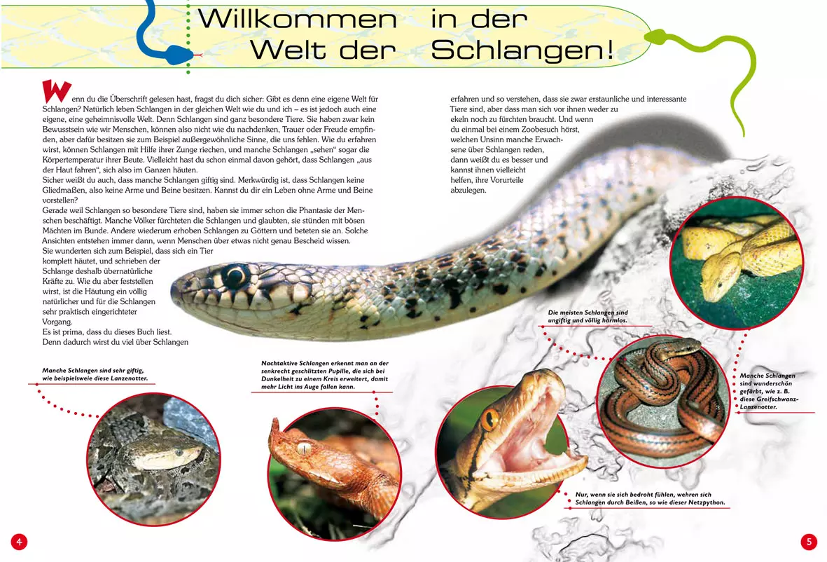 welt-der-schlangen NTV, Entdecke die Schlangen