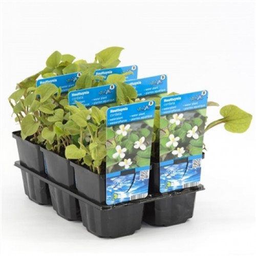 English water mint (9cm) - Preslia cervina 'Alba'