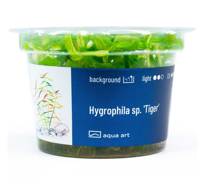 Hygrophila sp. 'Tiger'