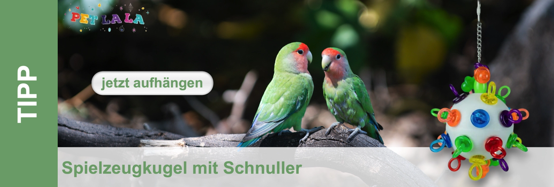 Zwei grüne Pfirsichköpfchen-Unzertrennliche mit roten und rosafarbenen Köpfen sitzen auf einem dunklen Ast und blicken sich an. Rechts hängt ein weißes kugelförmiges Spielzeug mit bunten Schnuller-Elementen vor unscharfem grünen Hintergrund.