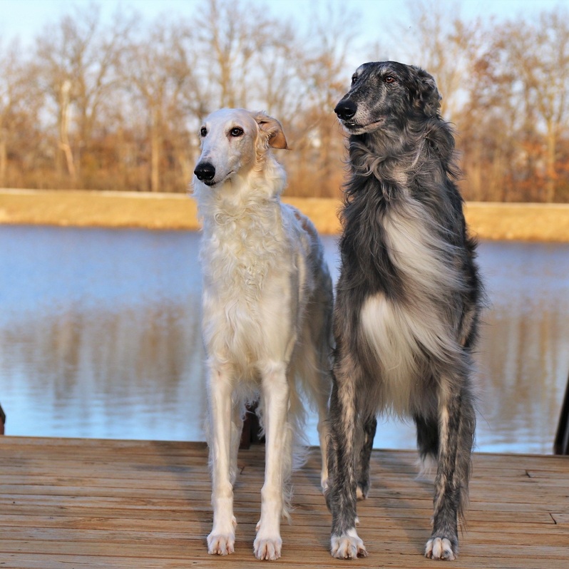 Zwei Barsoi Windhunde (weiß, grau) stehen auf Holzsteg, Blickrichtung nach rechts. See und Bäume im Hintergrund.