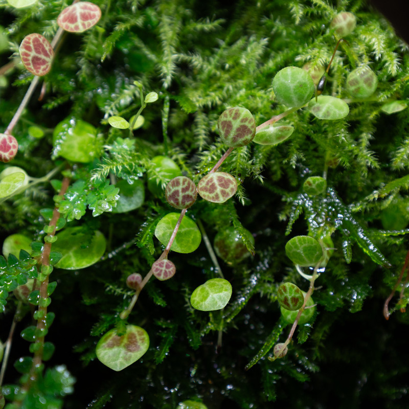 Tropica Terra-2-grow Peperomia prostrata