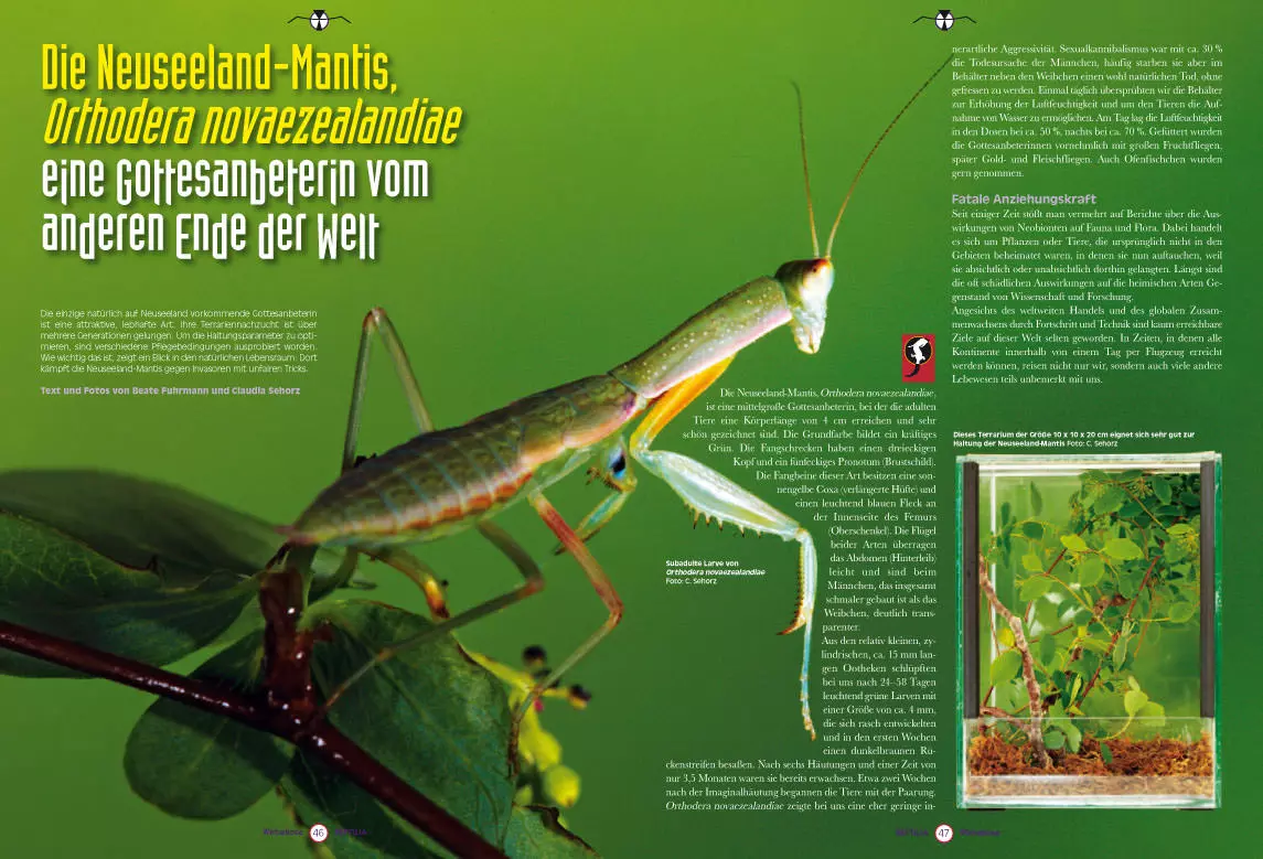 reptilia-115-1 Reptilia 115 - Nattern für das Terrarium