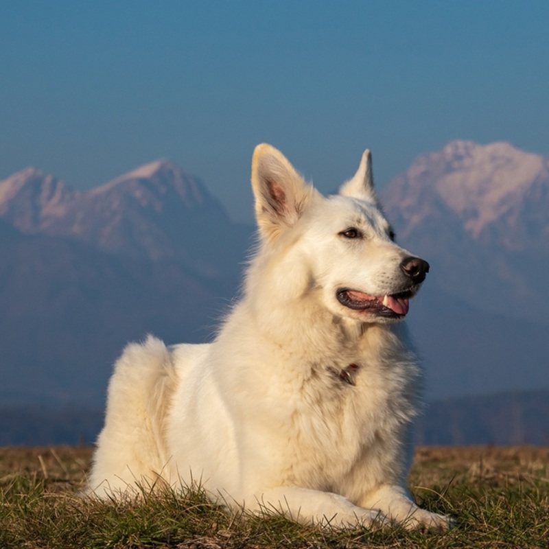 Weisser Schweizer Schäferhund liegt im Gras vor schneebedeckten Bergen. Er blickt aufmerksam nach rechts.