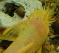 antennwelsalbino Albino-Form