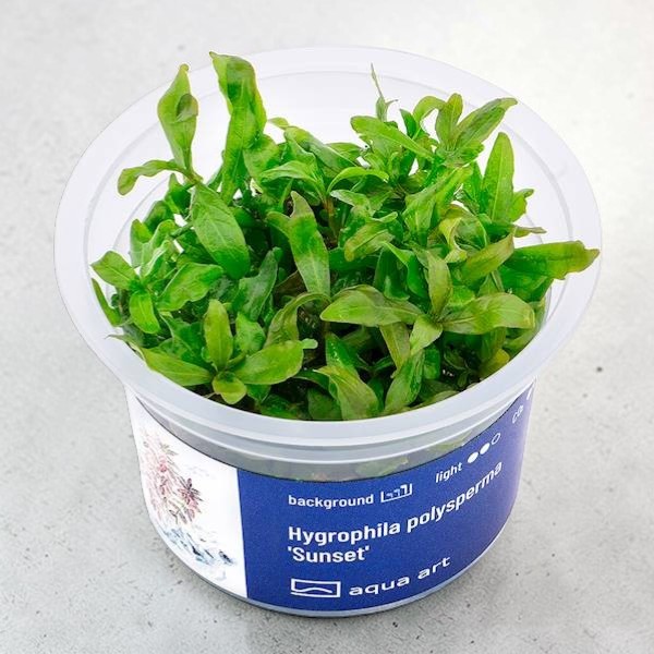Hygrophila polysperma 'Sunset' in Vitro