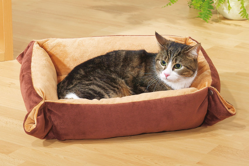 Swisspet soft cat bed paw