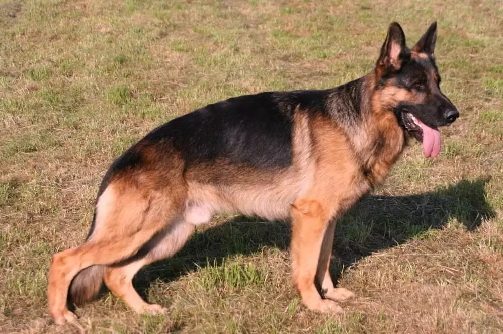deutscher-sch-ferhund Deutscher Schäferhund