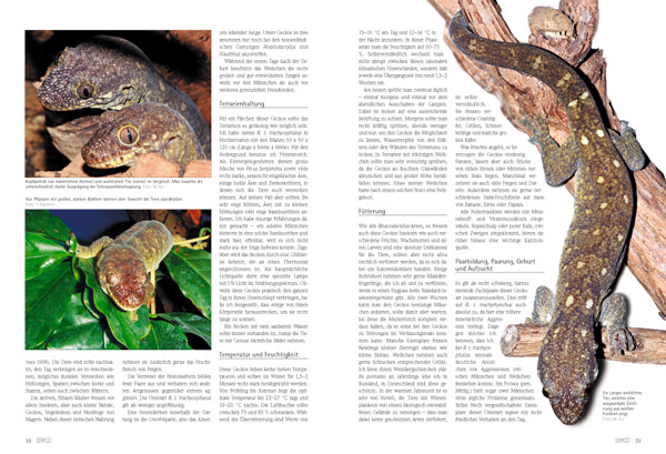 Draco 36 - Neukaledonoische Riesengeckos