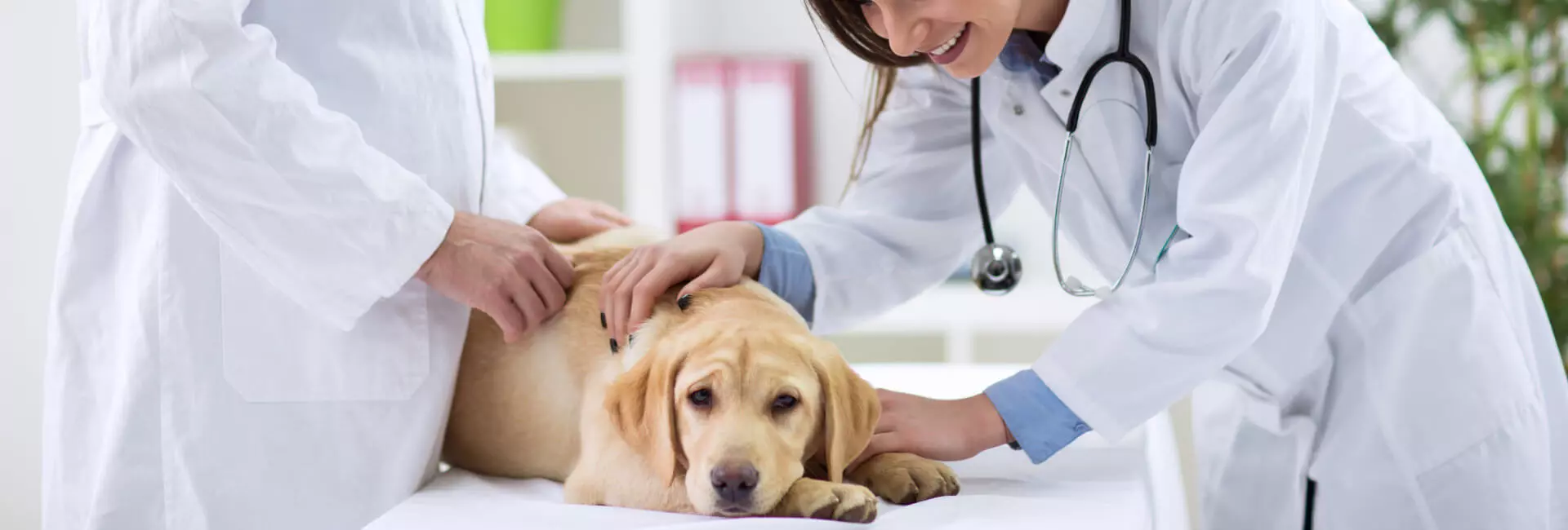 VET Royal Canin Veterinary Canine VET Royal Canin Veterinary Canine
