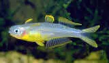 Gabelschwanz Regenbogenfisch