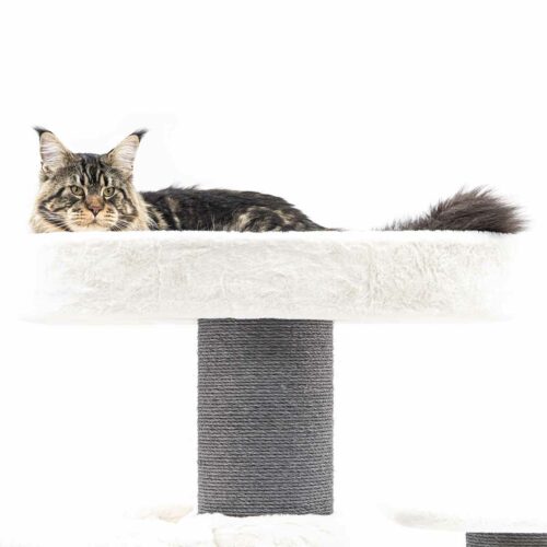 Majestätische, braun getigerte Maine Coon Katze liegt entspannt auf einer flauschigen, weißen Kratzbaum-Plattform. Kopf auf den Pfoten, Ohren aufgerichtet, Blick direkt zum Betrachter. Buschiger Schwanz rechts sichtbar. Grauer Sisalstamm stützt.