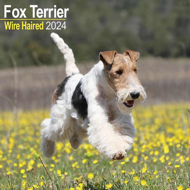Kalender 2024 Foxterrier Wire