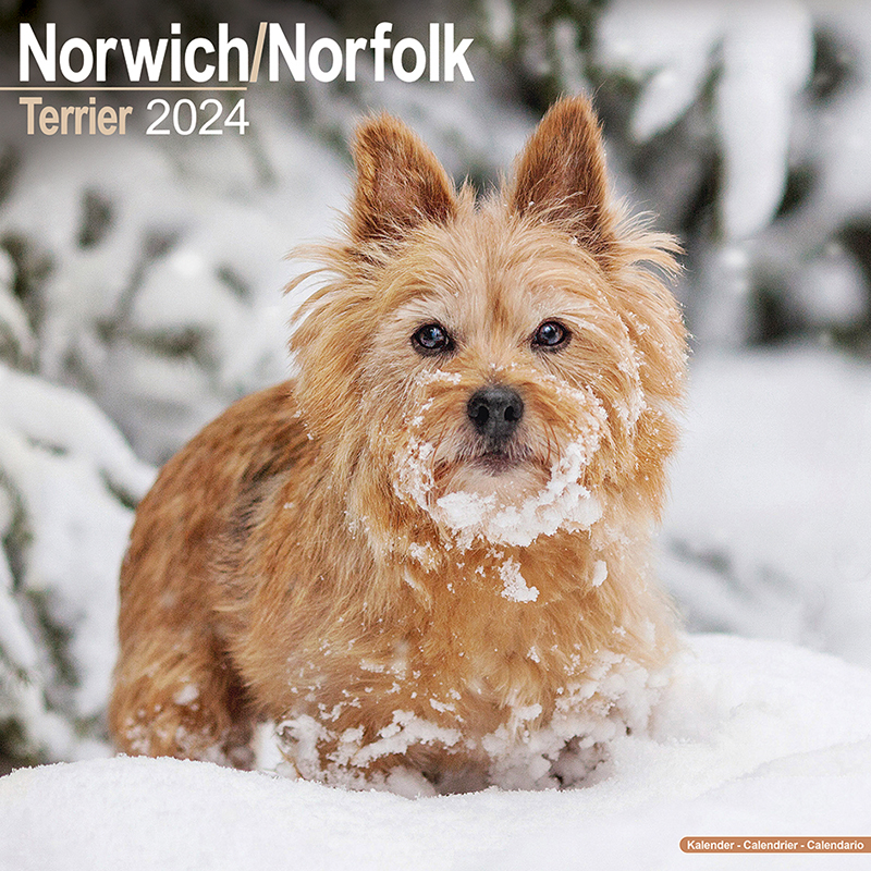 Calendar 2024 Norwich/Norfolk Terrier