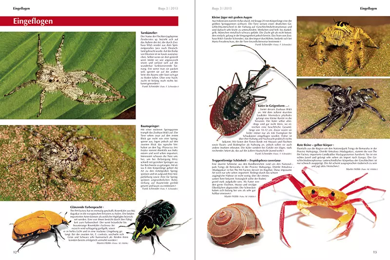 Bugs Nr3 - Tropische Landschnecken