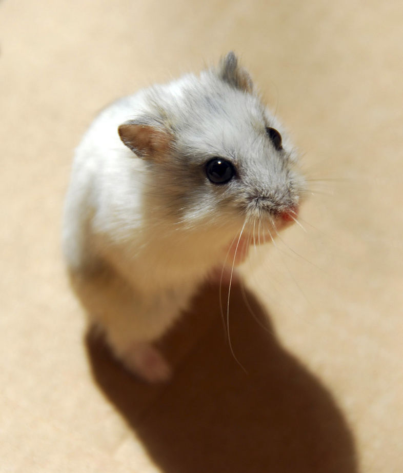 Nain hamster - Aménagement complet