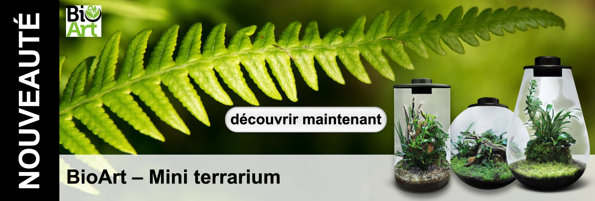 Fougère verte au-dessus de mini-terrariums avec des plantes dans des récipients en verre. Bouton "Découvrir maintenant".
