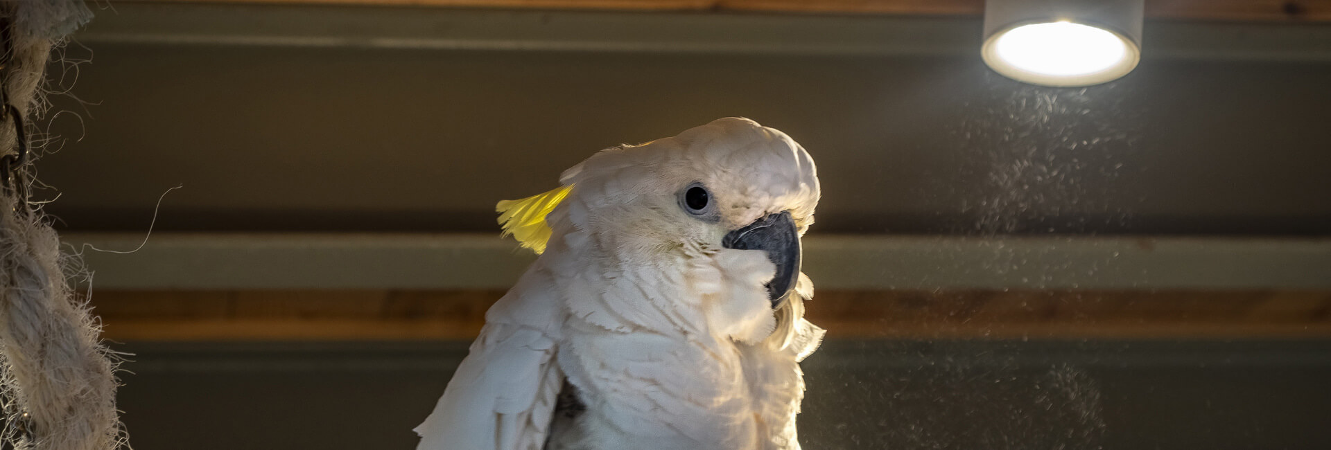 Vogel Beleuchtung