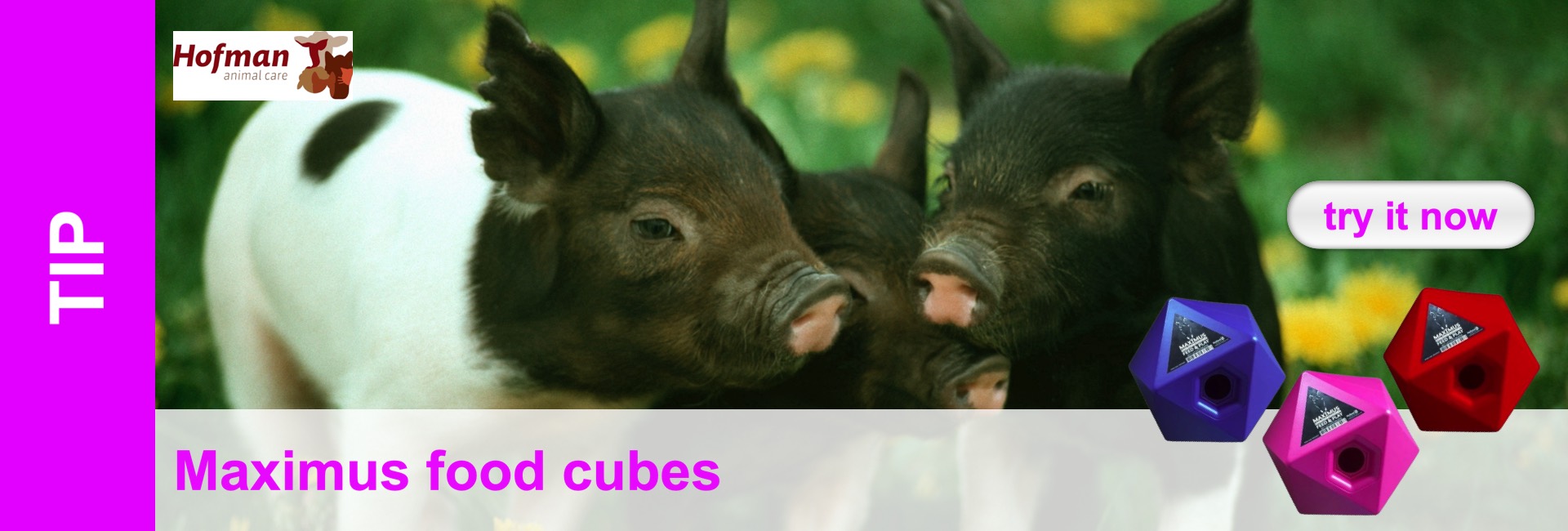 Three young pigs, one of them with white fur and black spots, pose in front of a blurred green background. In front of them are coloured, cube-shaped feeding containers.
