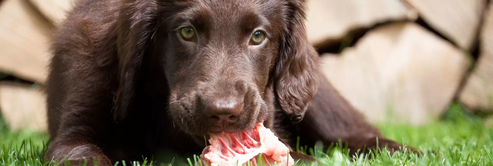 Hundefutter BARF Hundefutter BARF