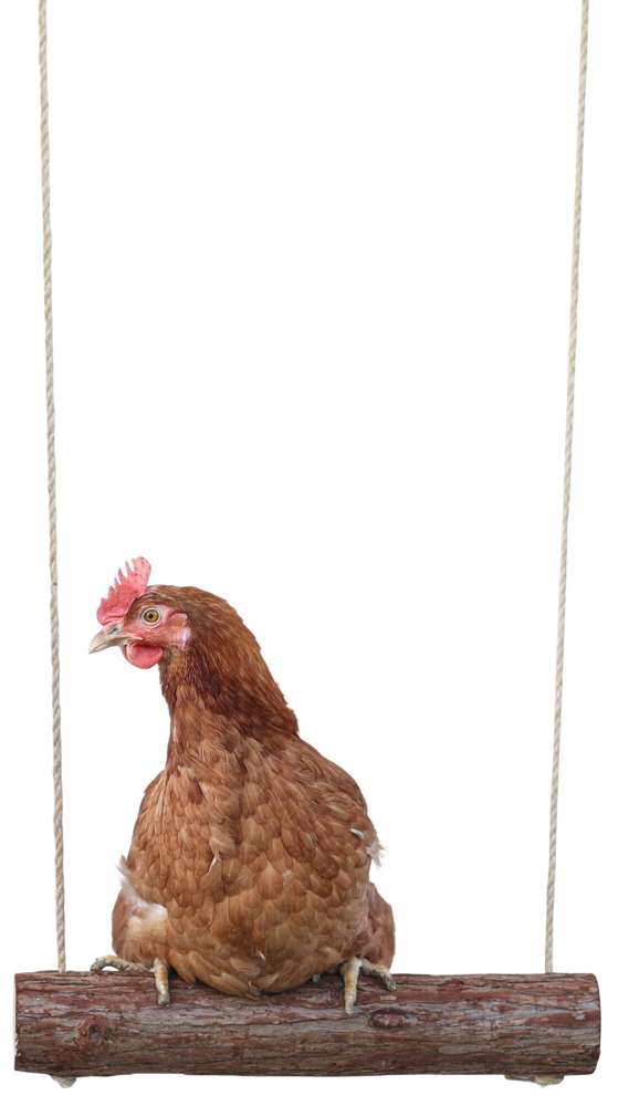 Chicken swing "Branch"