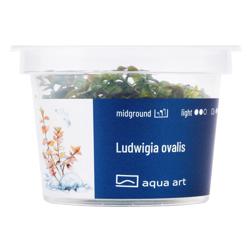 Ludwigia ovalis Invitro Aquarienpflanze