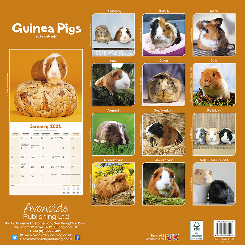 Calendar 2024 Guinea Pigs