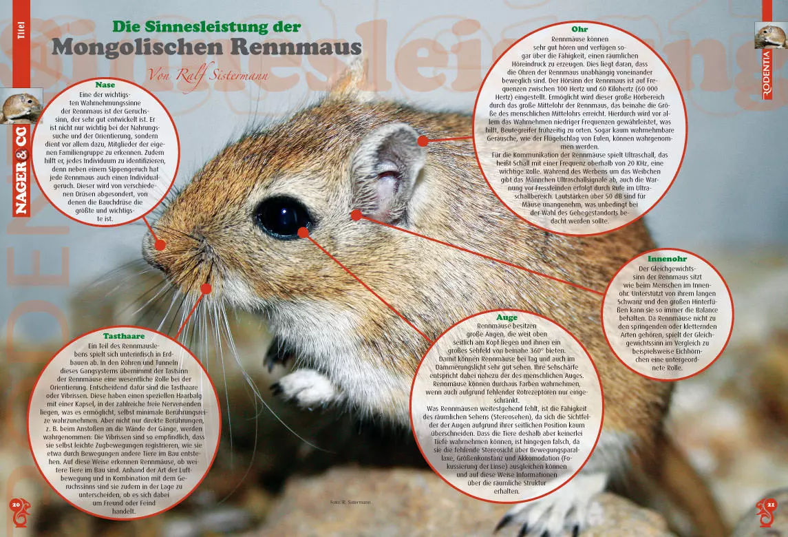 rodentia-84-kleine-saeuger-grosse-sinne-3 Rodentia 84 - Kleine Säuger - Grosse Sinne