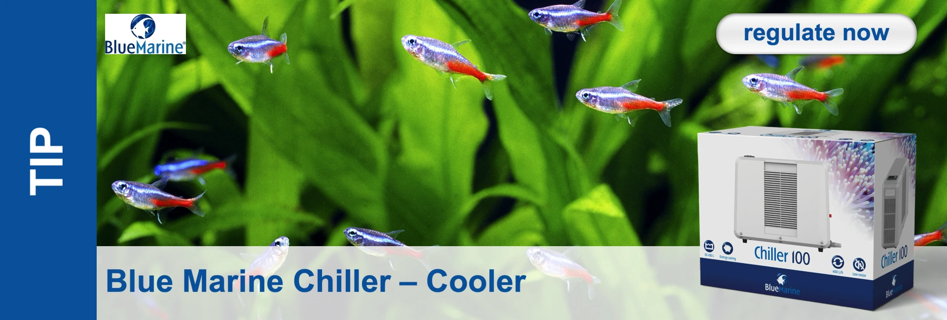 Aquarium scene featuring neon tetras in front of plants, with a box of the Blue Marine Chiller 100 next to it. Top right: a ‘regulate now’ button.