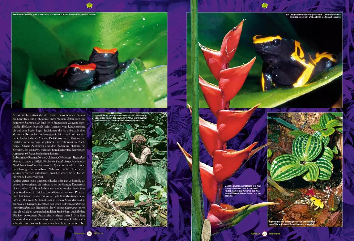 reptilia-123-2 Reptilia 123 - Bepflanzung von Pfeilgiftfrosch-Terrarien
