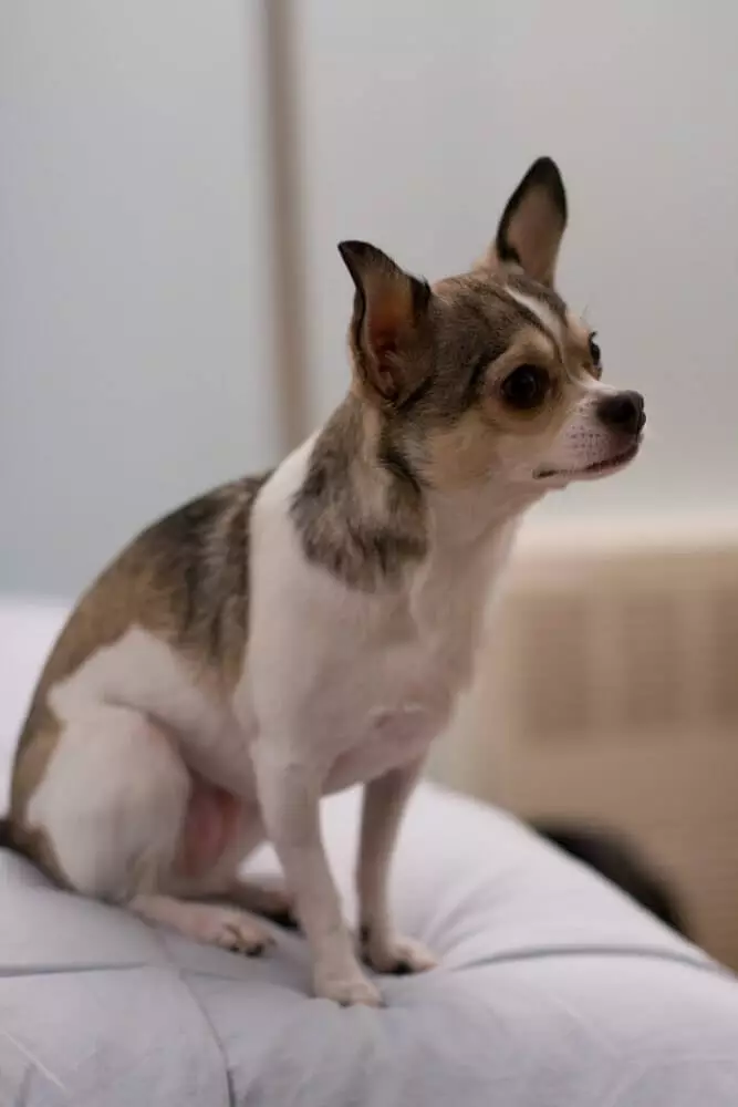 Chihuahua-hund Chihuahua
