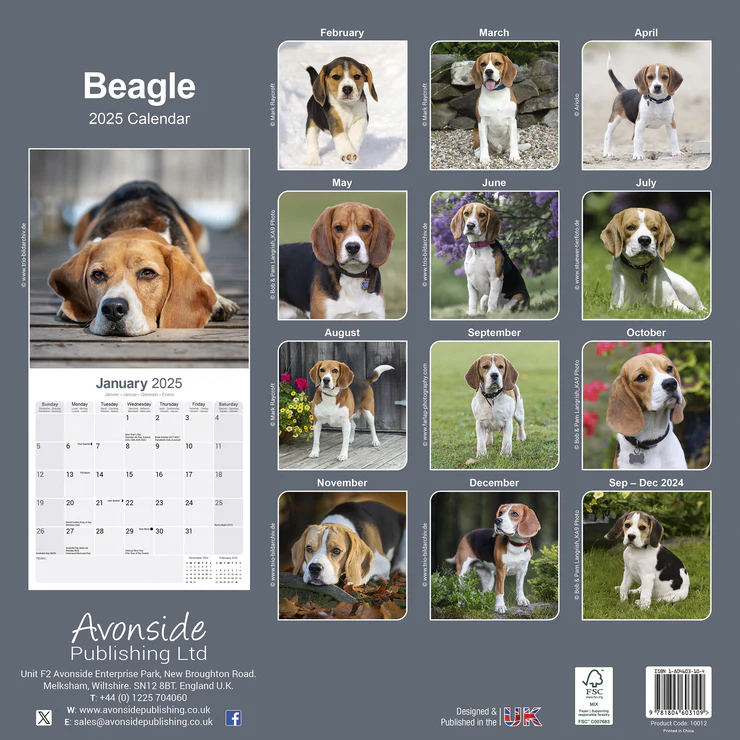 Kalender 2025 Beagle Kalender 2025 Beagle