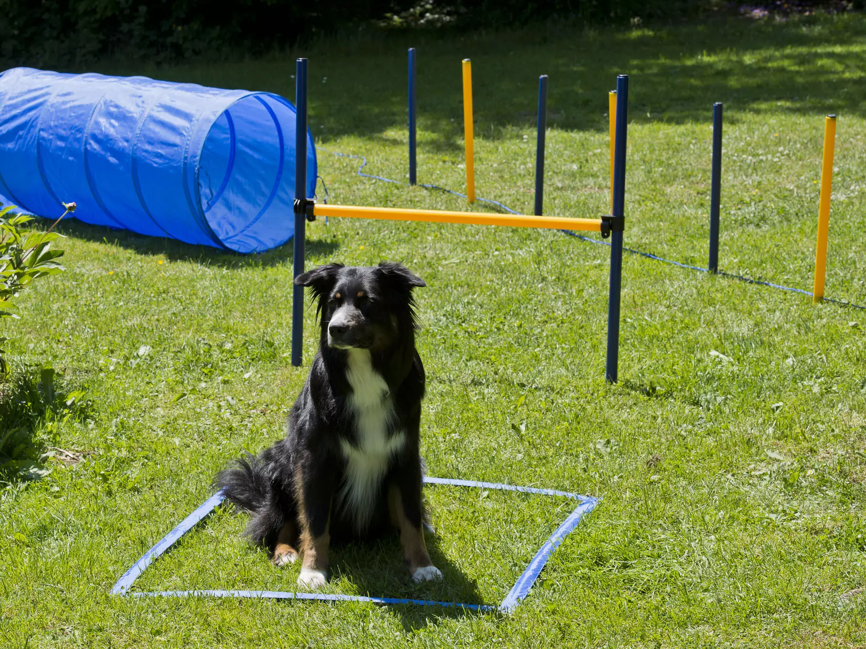 agility-platzierung Procyon Agility Starter Set