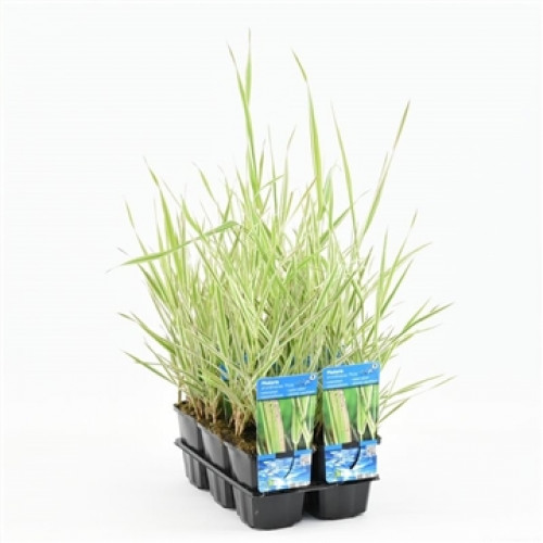 Buntes Bandgras (9cm) – Phalaris ‘Picta’