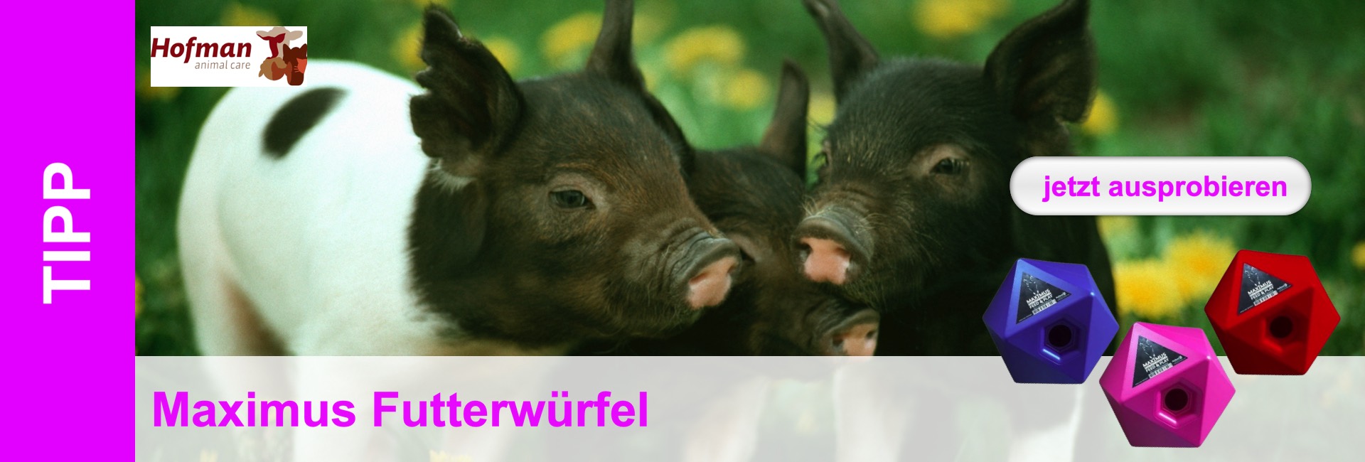 Primo piano di tre piccoli maiali su uno sfondo verde sfocato. In primo piano, cubetti di cibo in blu, rosa e rosso.