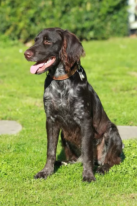 Kleiner Münsterländer