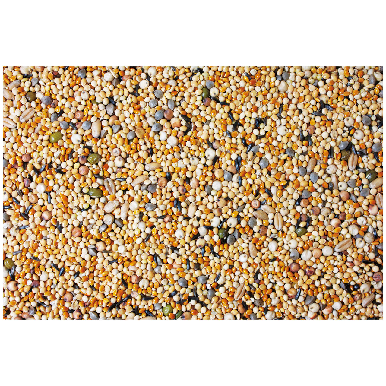 Mangime germogliato per pappagallini e canarini 1kg
