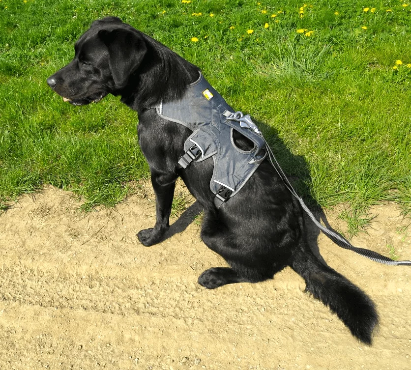 Web Master Harness Twilight Gray