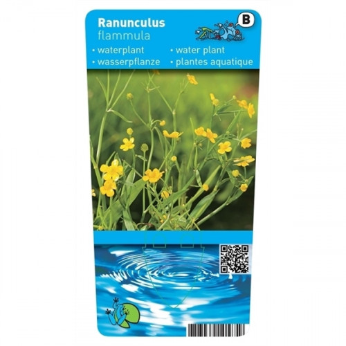 Etikett einer Wasserpflanze mit gelben Blüten, "Ranunculus flammula". Unten eine Grafik mit Wasserwellen und QR Code.