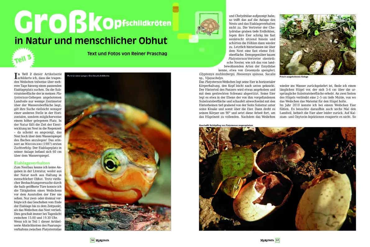 marginata-41-steppenschildkroeten-4 Marginata 41 - Steppenschildkröten