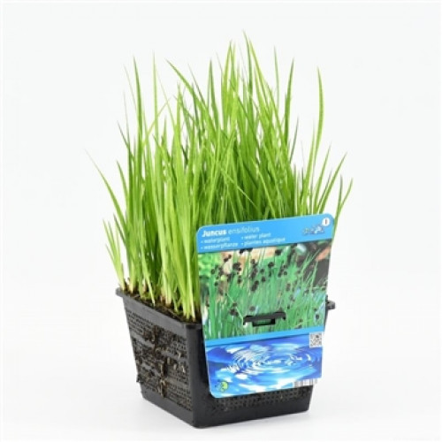 A pot with tall, green grass and a blue label on a white background.
