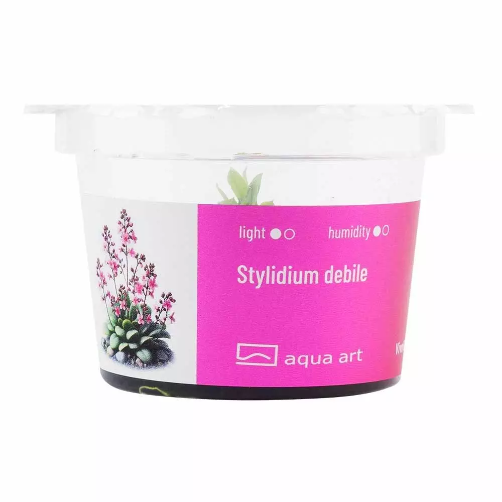 Stylidium debile - fleischfressende Pflanze Stylidium debile - fleischfressende Pflanze