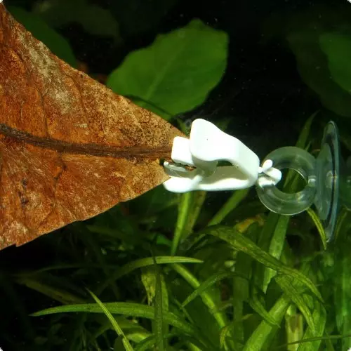 Acquario: foglia marrone in una clip per alimenti attaccata al vetro con una ventosa. Piante acquatiche verdi sullo sfondo.