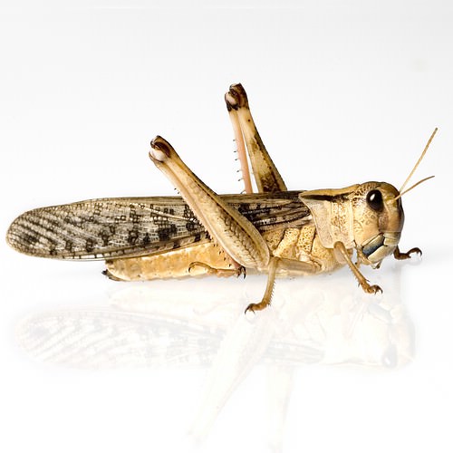 Wanderheuschrecke (Locusta migratoria) gross