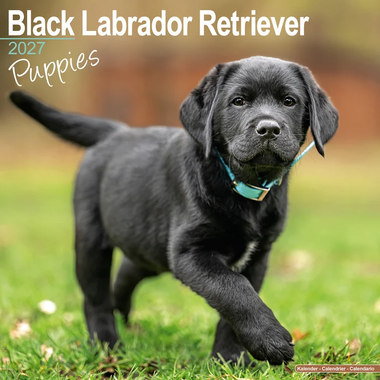 Kalender 2027 Labrador Retriever Welpen - schwarz