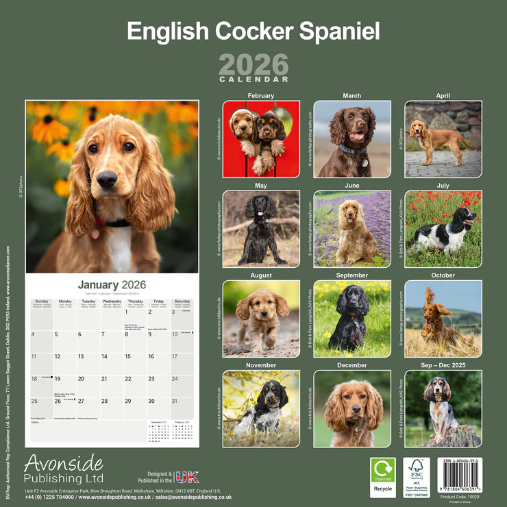 Calendar 2025 English Cocker Spaniel
